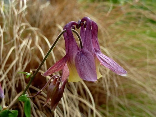 Aquilegia oxysepala Oriental Columbine Seeds – 100 Seed Pack – Perennial Flower - Image 1