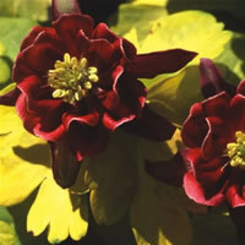 Aquilegia Sunburst Ruby Seeds - 15 Perennial Columbine Flower Seeds - Image 1