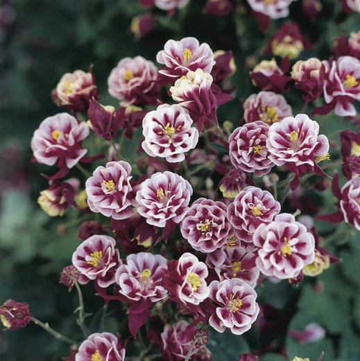 Aquilegia William Guiness Double Columbine Flower Seeds - 10 Seeds Perennial - Image 1