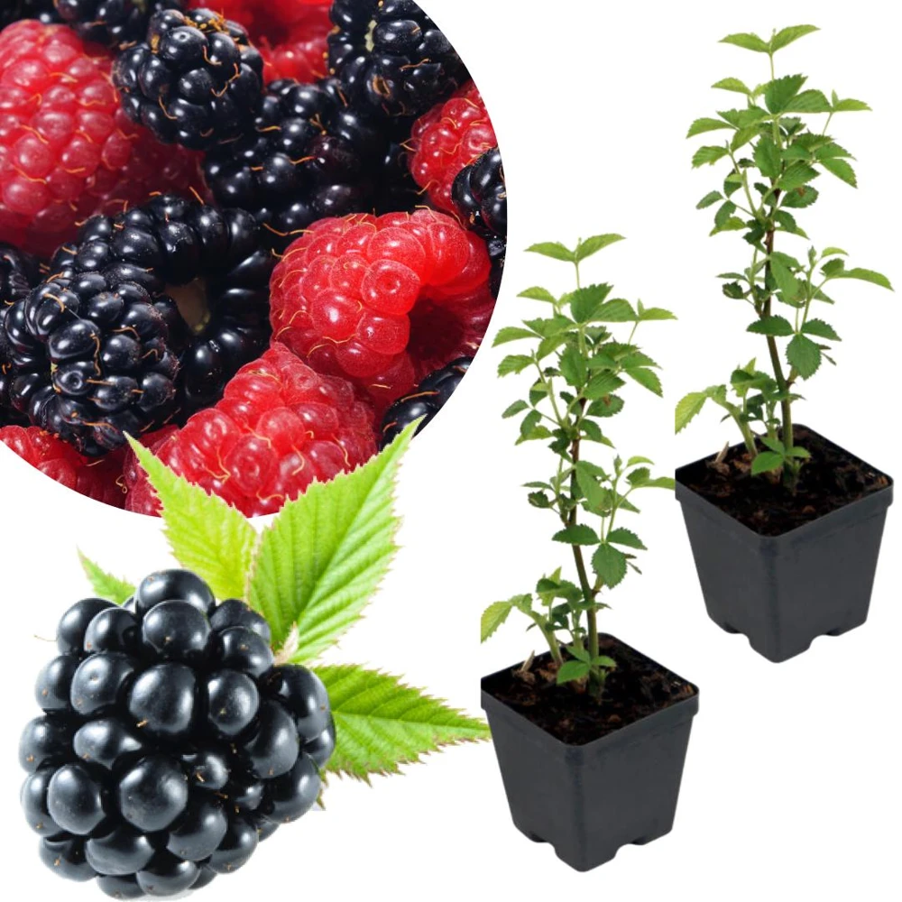 Arapaho Thornless Blackberry Live Plants - 2 Pack, 4-6 Inches, Fruiting - Image 1