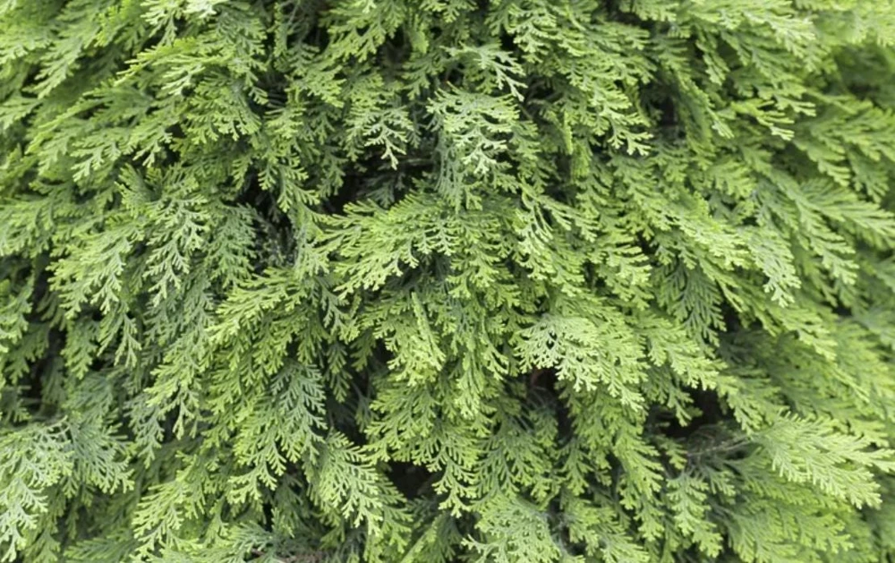 Arborvitae Tree Live Plant – Thuja Occidentalis – 3" Pot – Evergreen Conifer for Hedges - Image 2