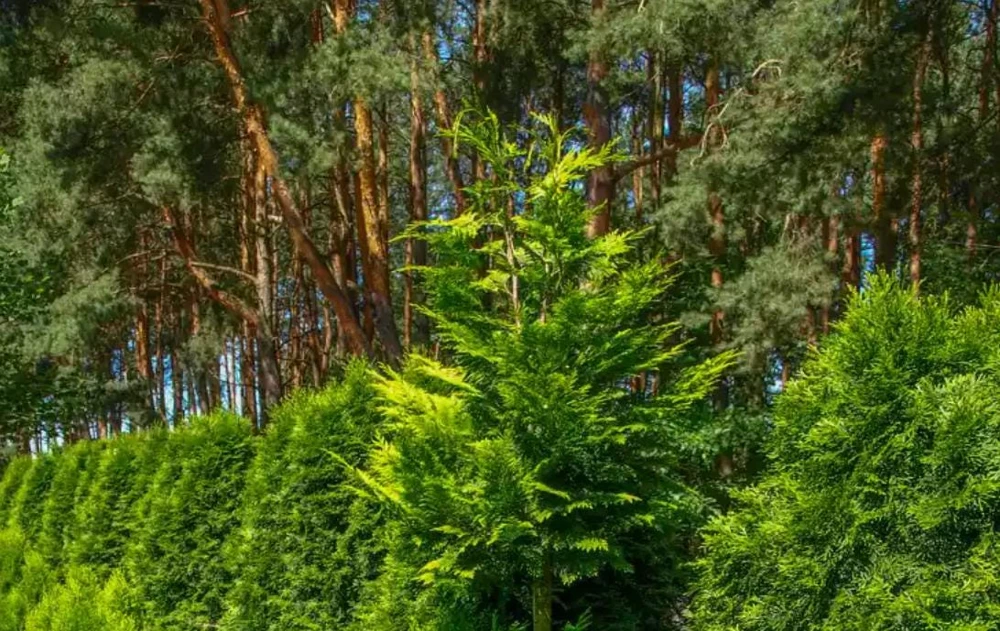 Arborvitae Tree Live Plant – Thuja Occidentalis – 3" Pot – Evergreen Conifer for Hedges - Image 3