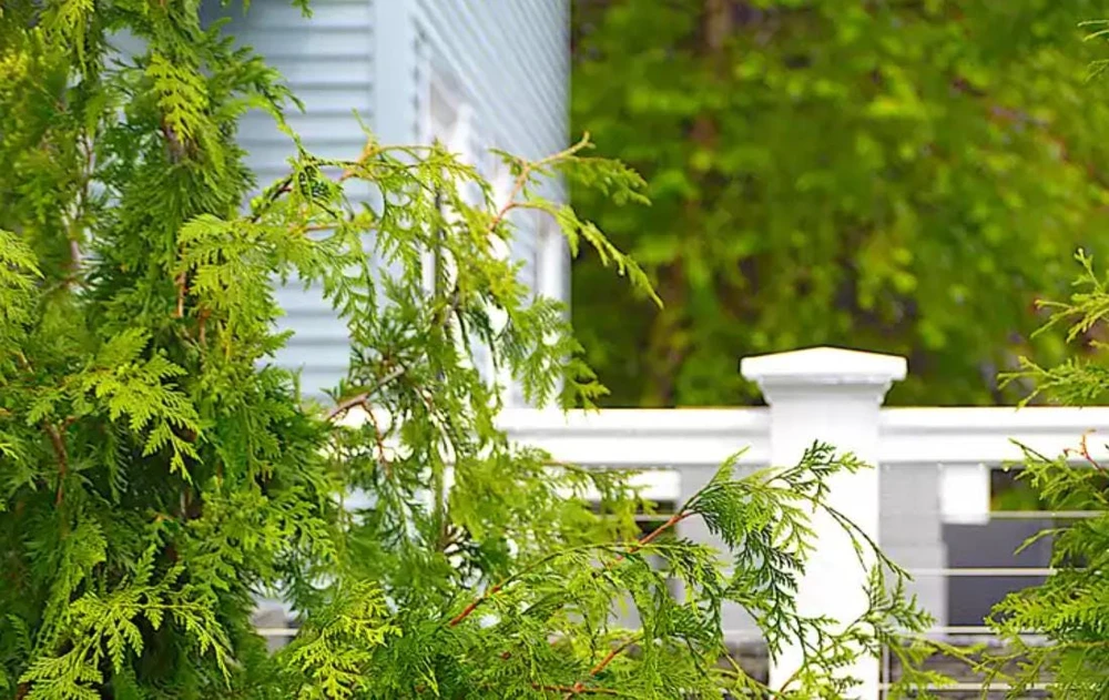 Arborvitae Tree Live Plant – Thuja Occidentalis – 3" Pot – Evergreen Conifer for Hedges - Image 4