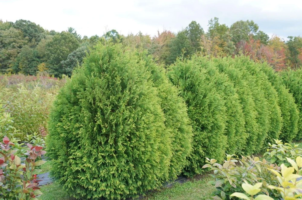 Arborvitae Tree Live Plant – Thuja Occidentalis – 3" Pot – Evergreen Conifer for Hedges - Image 6