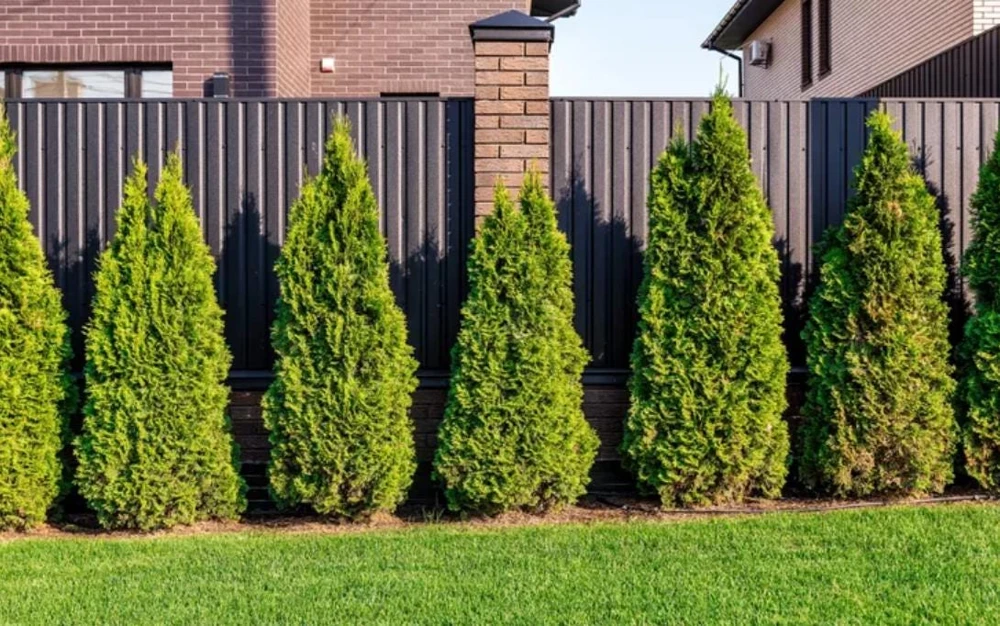 Arborvitae Tree Live Plant – Thuja Occidentalis – 3" Pot – Evergreen Conifer for Hedges - Image 1