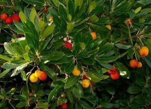 Arbutus unedo Strawberry Tree Seeds - 10 Count - Grow Your Own Fruit Tree - Image 1