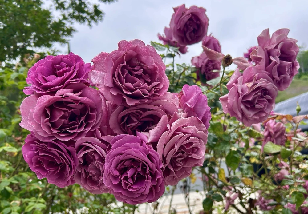 Arctic Blue Rose Cuttings - 5 Pack, Fragrant Purple-Pink Blooms, Outdoor Perennial - Image 2