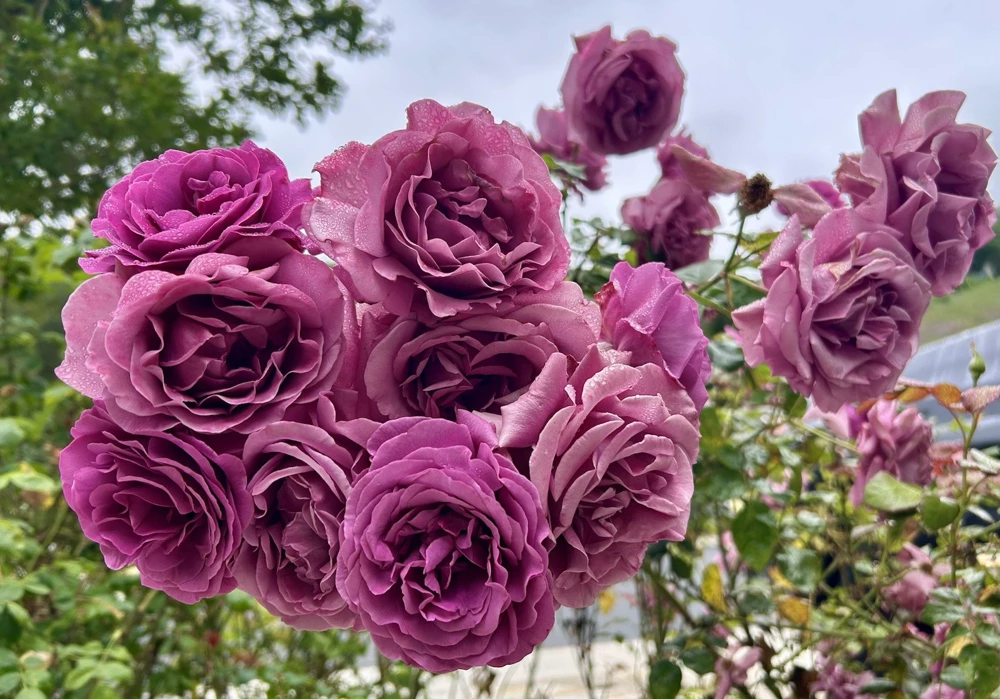 Arctic Blue Rose Cuttings - 5 Pack, Fragrant Purple-Pink Blooms, Outdoor Perennial - Image 3