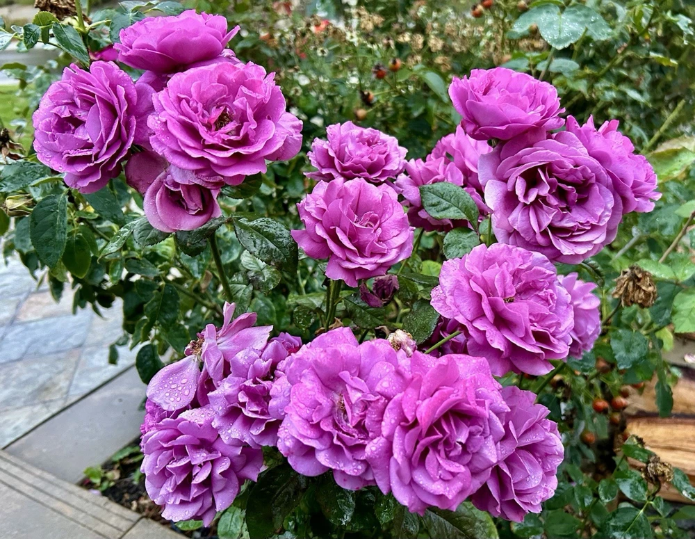 Arctic Blue Rose Cuttings - 5 Pack, Fragrant Purple-Pink Blooms, Outdoor Perennial - Image 1