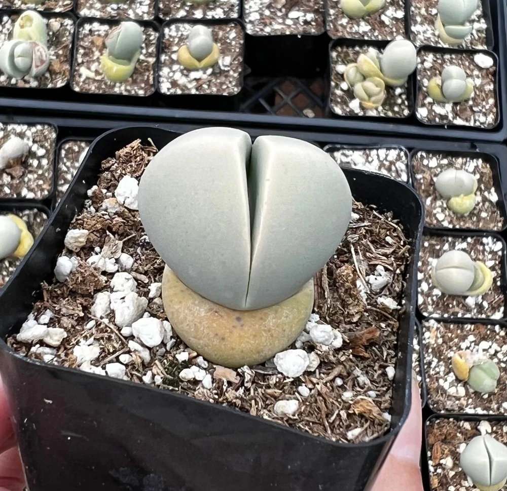 Argyroderma Testiculare Lithops Conophytum Live Plant โ Succulent in 2 inch Pot โ Indoor - Image 2
