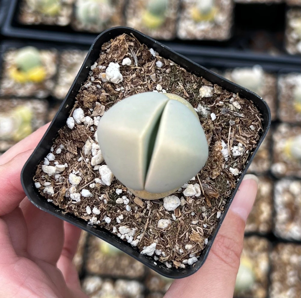 Argyroderma Testiculare Lithops Conophytum Live Plant โ Succulent in 2 inch Pot โ Indoor - Image 3