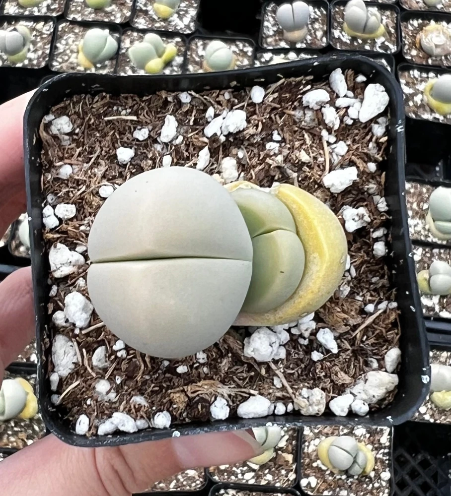 Argyroderma Testiculare Lithops Conophytum Live Plant โ Succulent in 2 inch Pot โ Indoor - Image 4