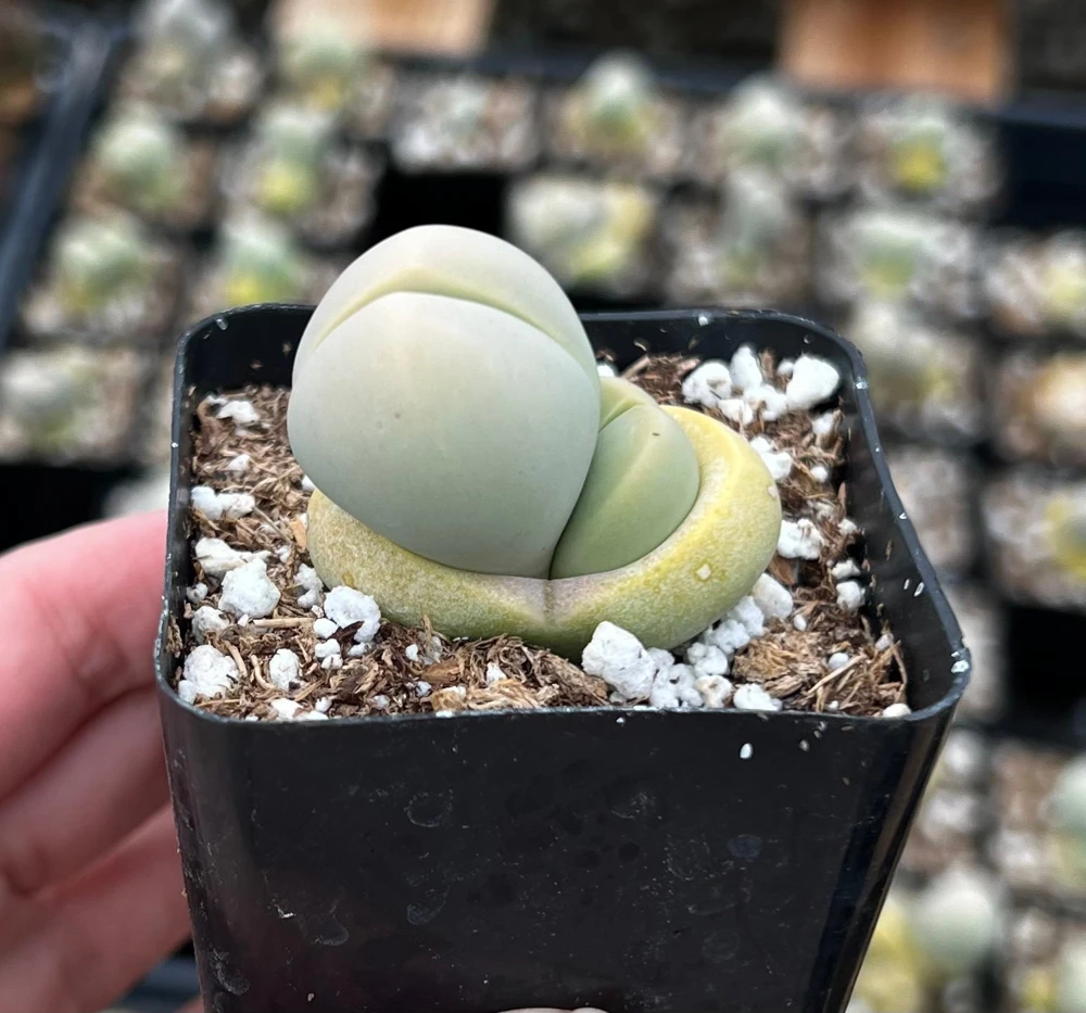 Argyroderma Testiculare Lithops Conophytum Live Plant โ Succulent in 2 inch Pot โ Indoor - Image 5