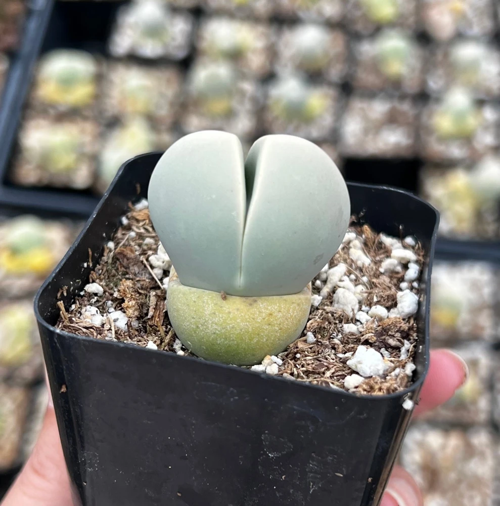 Argyroderma Testiculare Lithops Conophytum Live Plant โ Succulent in 2 inch Pot โ Indoor - Image 6