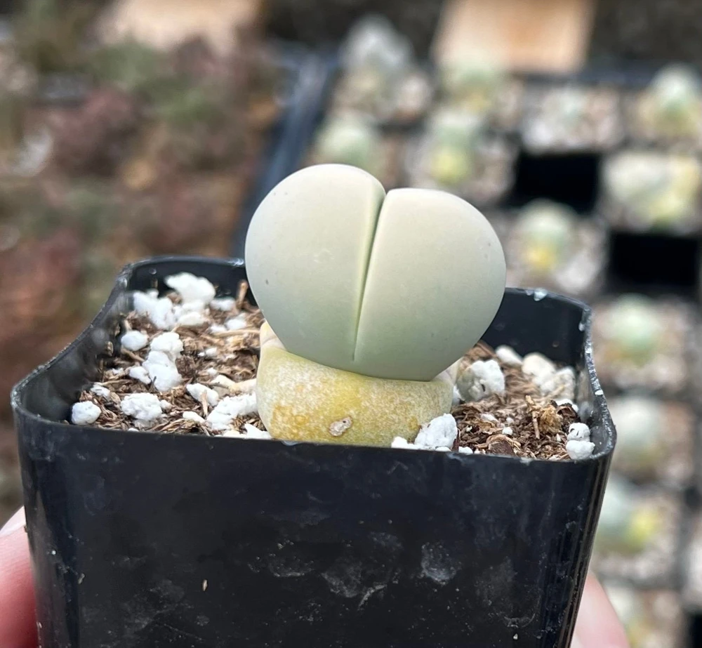 Argyroderma Testiculare Lithops Conophytum Live Plant โ Succulent in 2 inch Pot โ Indoor - Image 7