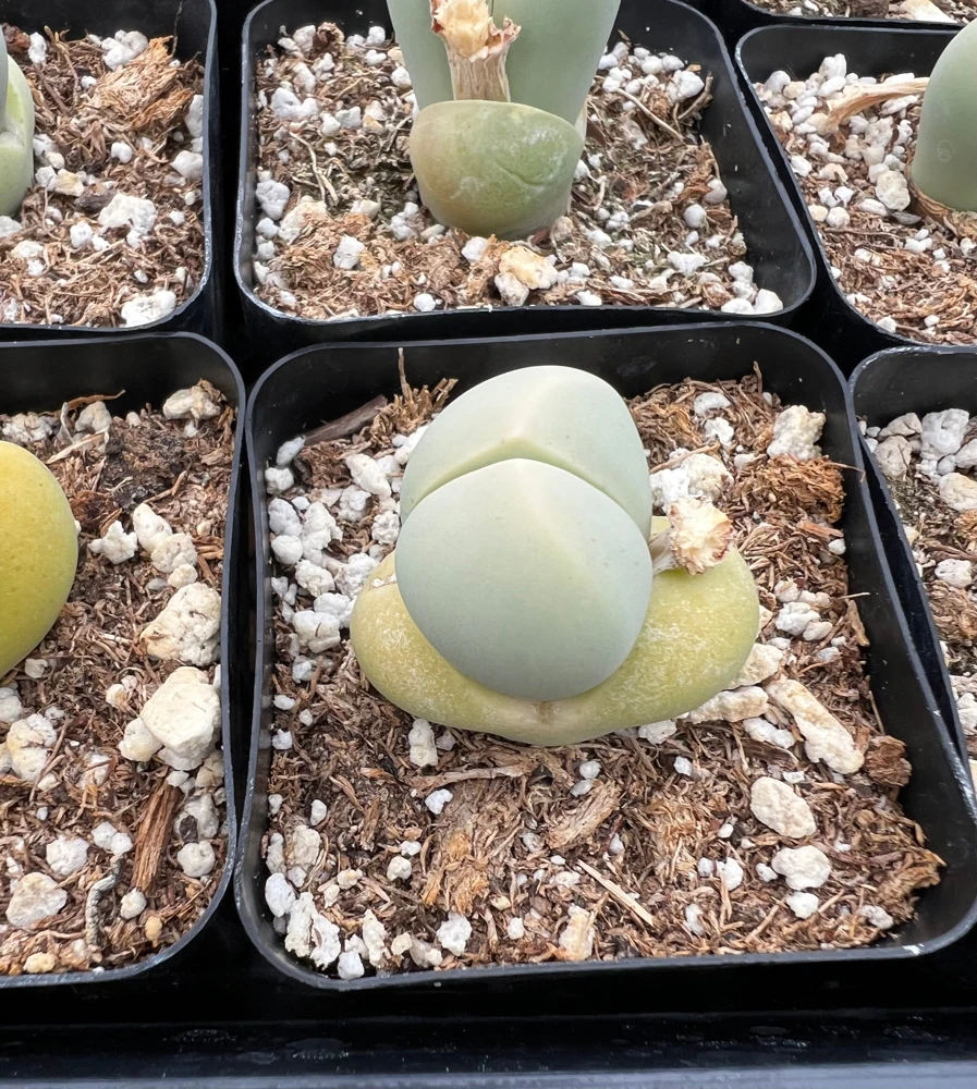 Argyroderma Testiculare Lithops Conophytum Live Plant โ Succulent in 2 inch Pot โ Indoor - Image 8
