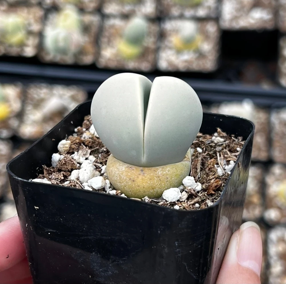 Argyroderma Testiculare Lithops Conophytum Live Plant – Succulent in 2 inch Pot – Indoor - Image 1