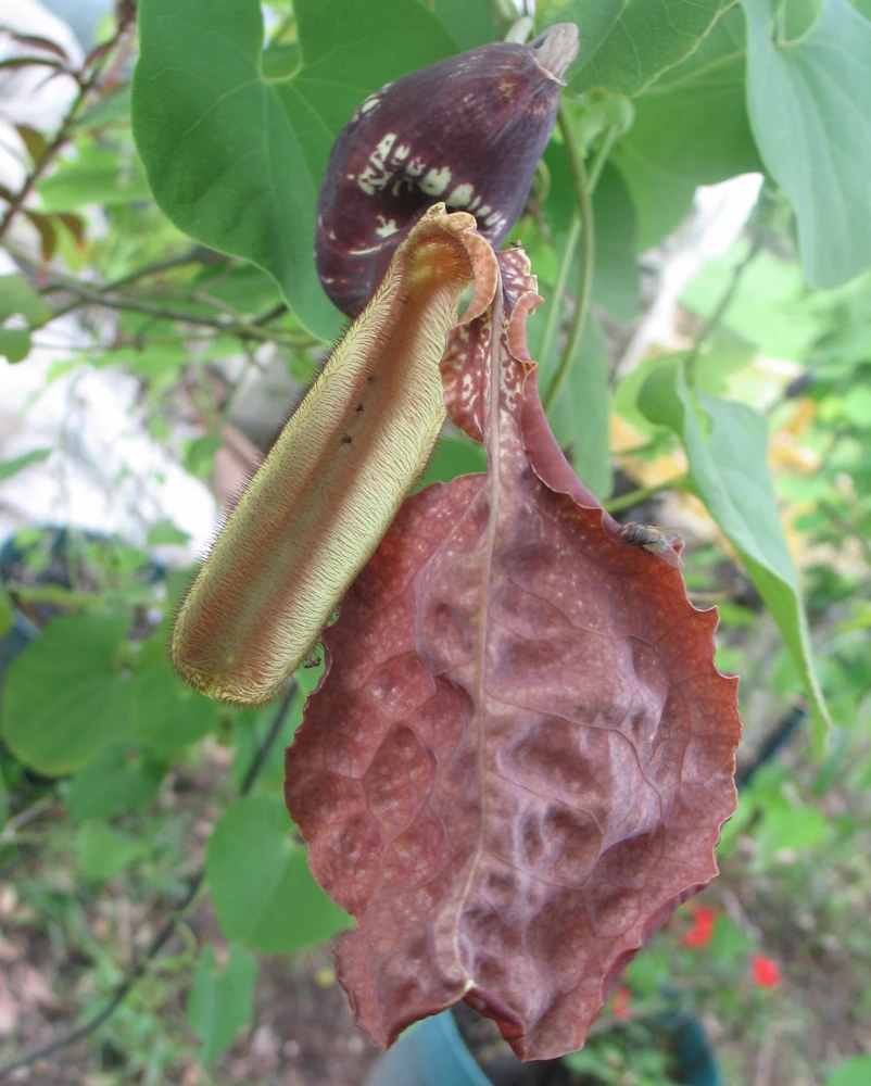 Aristolochia galeata Nova Odessa Vine Seeds - 10 Pack - Image 1