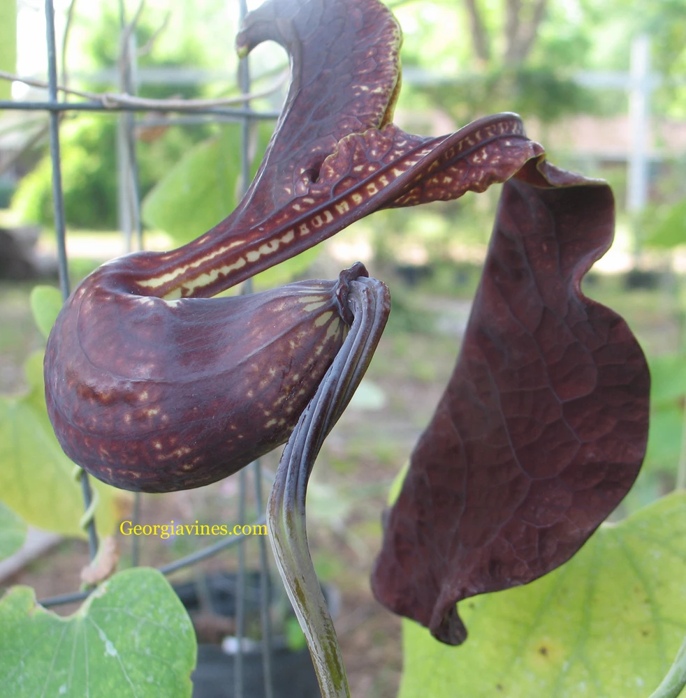 Aristolochia galeata Pipevine Seeds - 10 Seeds for Gardeners - Image 1