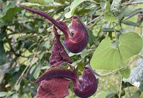 Aristolochia galeata Serra do Japi Seeds - 8 Count Pack - Rare Vine Seeds - Image 1