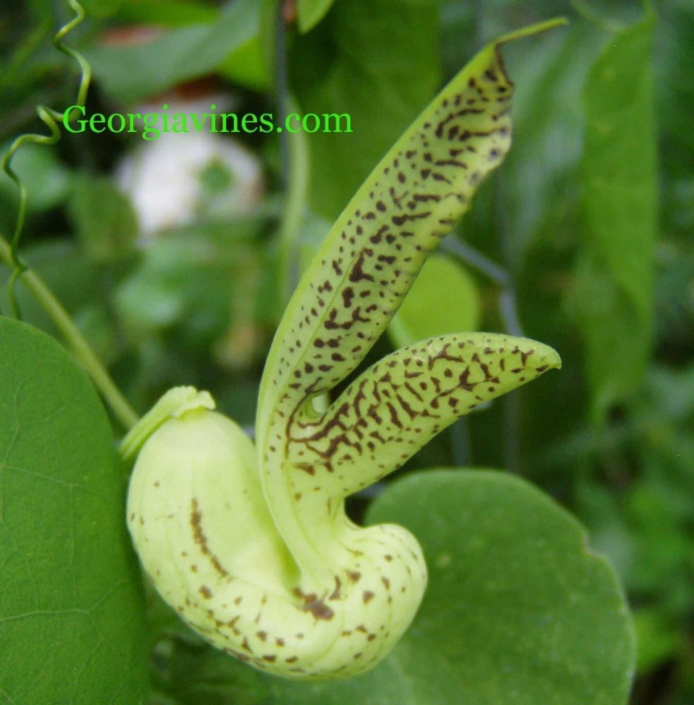Aristolochia gilbertii Seeds - 10 Count Rare Vine Seeds for Garden - Image 1