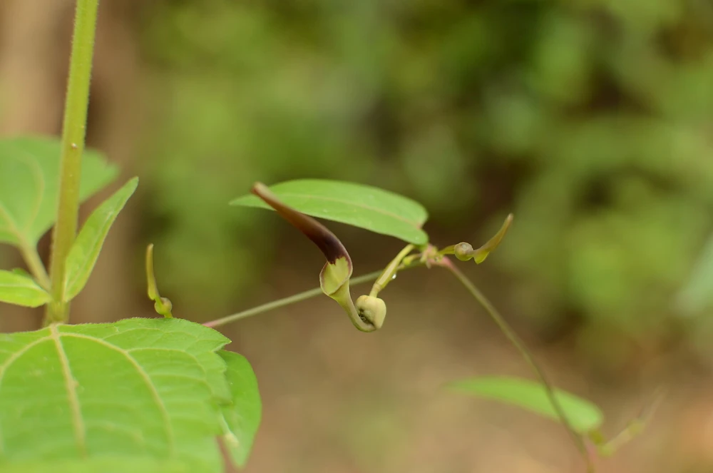Aristolochia Indica Ishwari Medicinal Seeds - 8 Seed Pack - Vine Seeds - Image 1