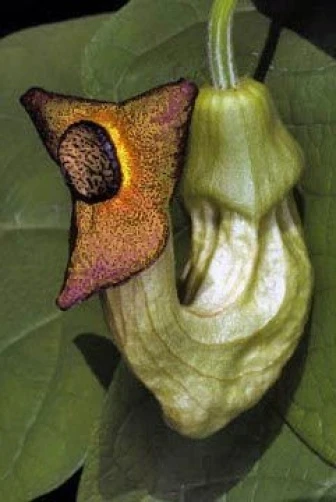 Aristolochia manshuriensis Seeds – Rare Dutchman's Pipe Vine – 25 Seeds - Image 1