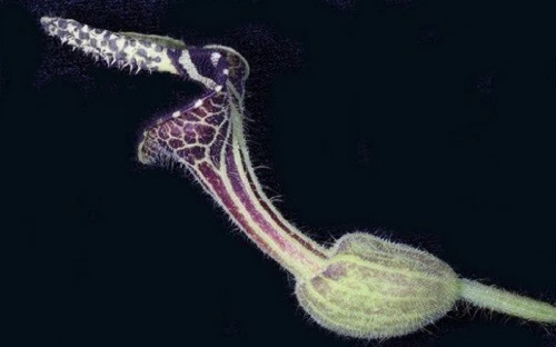 Aristolochia pilosa Pipevine Seeds - 5 Count for Outdoor Garden - Image 1
