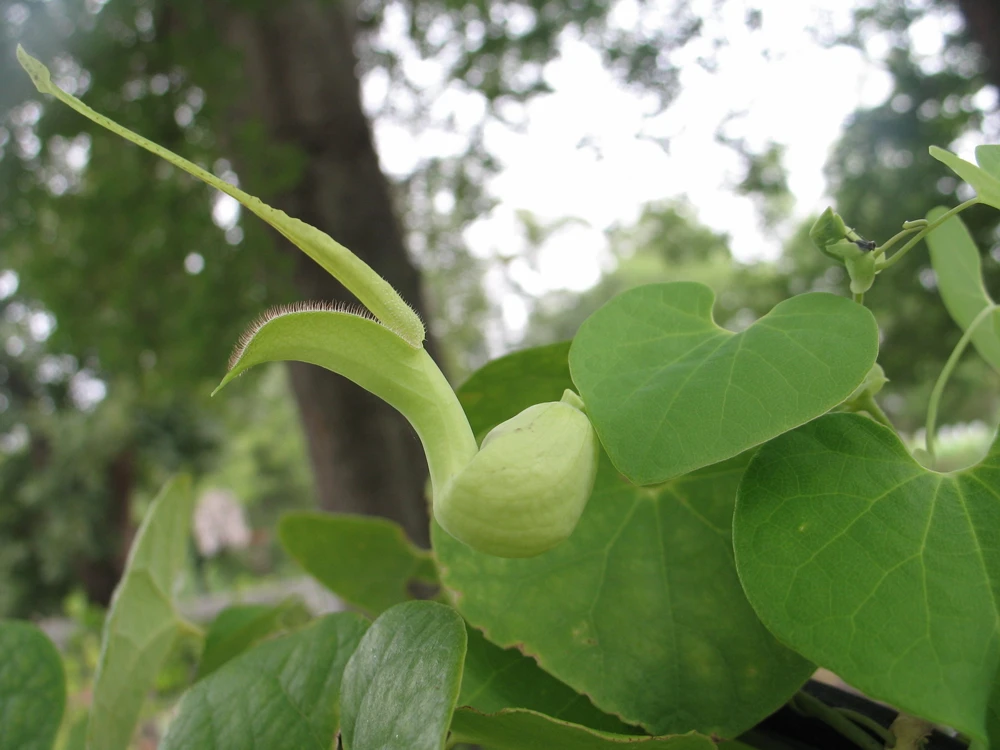 Aristolochia Pohliana Seeds - 5 Pack - Rare Dutchman's Pipe Vine Seeds - Image 1