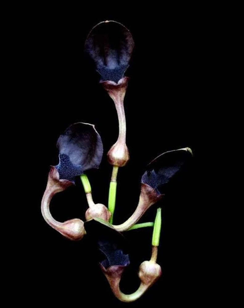 Aristolochia Pothieri Seeds - 10 Rare Vine Seeds for Garden & Landscape - Image 1