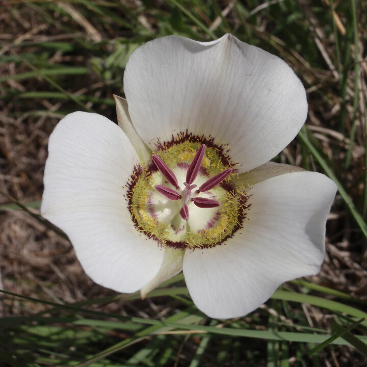 Arizona Mariposa Lily Seeds - Calochortus ambiguus - 10 Seeds Perennial - Image 1