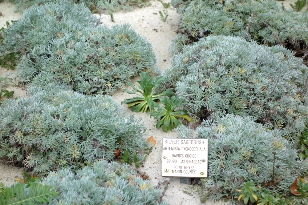 Artemisia pycnocephala Dune Sagewort Seeds - 50 Seeds - Perennial - Image 1
