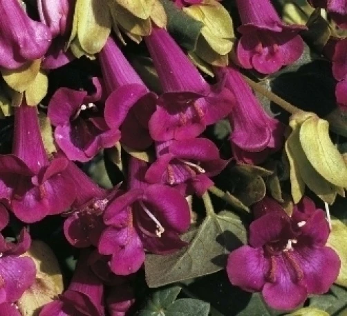 Asarina purpusii Victoria Falls Seeds - 10 Count - Climbing Vine - Image 1