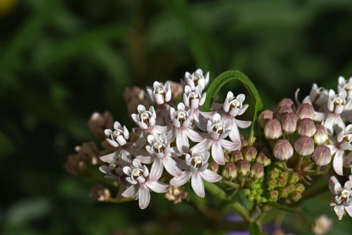 Asclepias angustifolia Arizona Milkweed Seeds - 10 Seeds - Perennial - Image 1