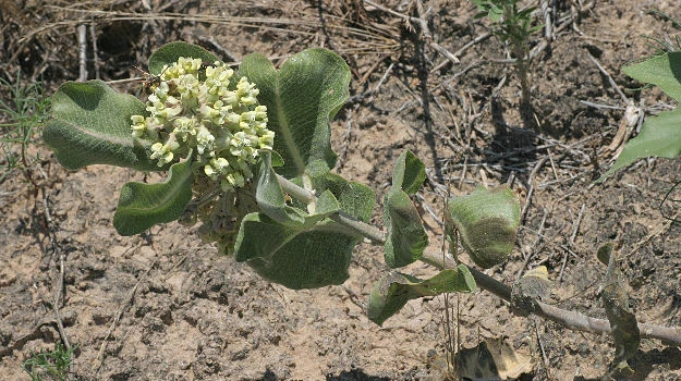 Asclepias arenaria Sand Milkweed Seeds - 10 Count Packet for Pollinators - Image 1