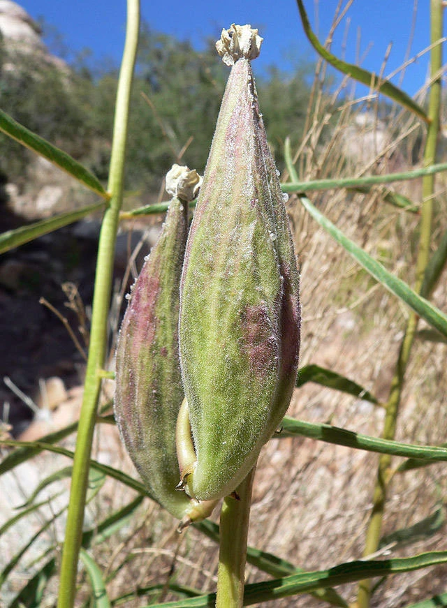Asclepias Asperula Antelope Horns Seeds - 10 Seed Pack for Pollinators - Image 3