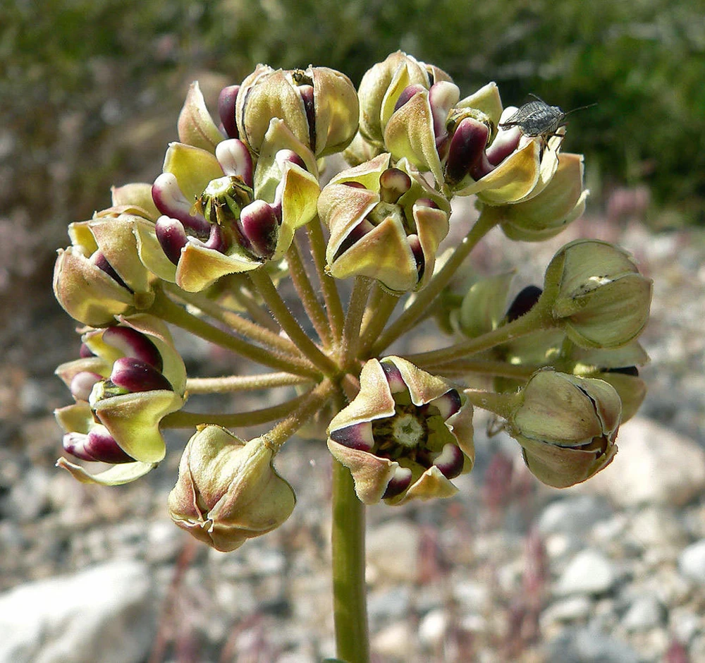 Asclepias Asperula Antelope Horns Seeds - 10 Seed Pack for Pollinators - Image 4
