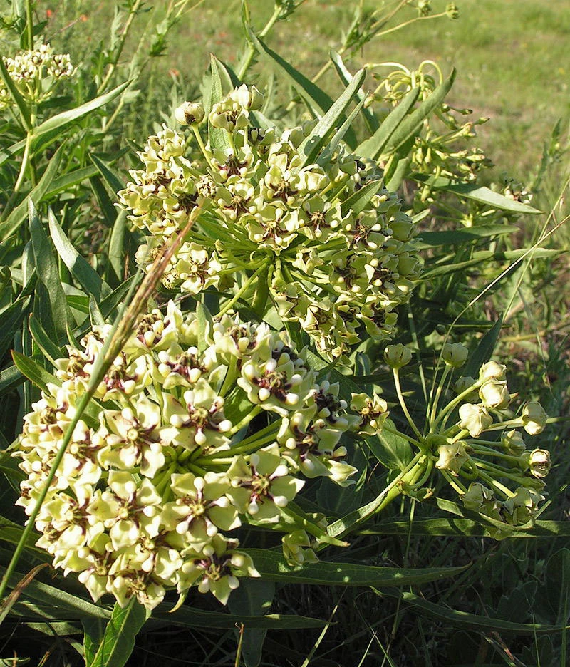 Asclepias Asperula Antelope Horns Seeds - 10 Seed Pack for Pollinators - Image 1
