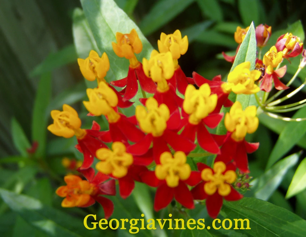 Asclepias Curassavica Seeds - Blood Flower Milkweed 40 Seeds - Outdoor - Image 1