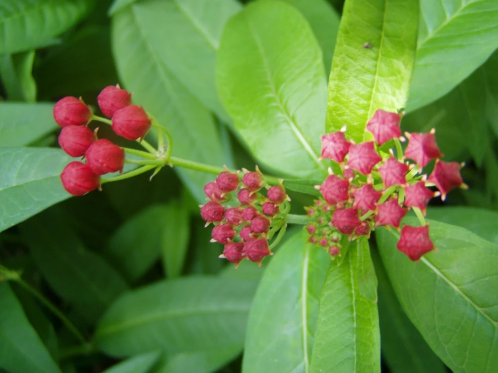 Asclepias curassavica Silky Deep Red Milkweed Seeds - 10 Seeds - Image 2
