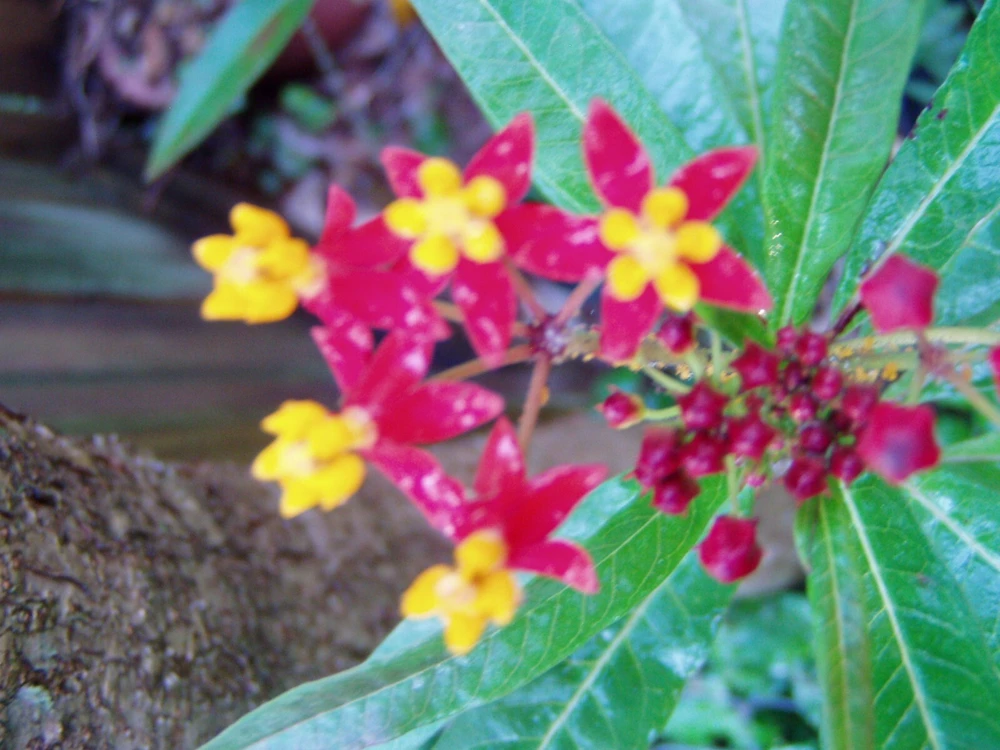 Asclepias curassavica Silky Deep Red Milkweed Seeds - 10 Seeds - Image 1