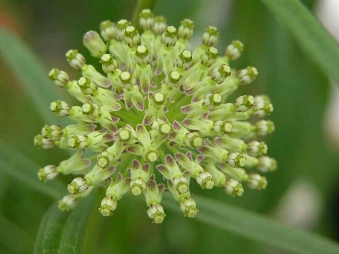 Asclepias Hirtella Tall Green Milkweed Seeds - Perennial, 10 Count - Image 1