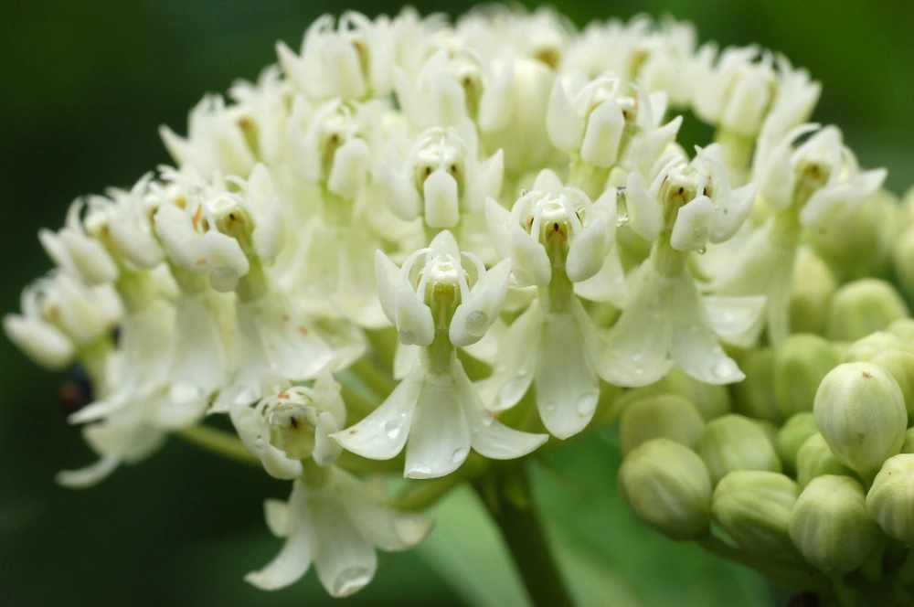 Asclepias incarnata Ice Ballet Seeds - White Swamp Milkweed - 10 Seeds - Monarch Host Plant - Image 2