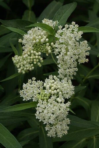 Asclepias incarnata Ice Ballet Seeds - White Swamp Milkweed - 10 Seeds - Monarch Host Plant - Image 1
