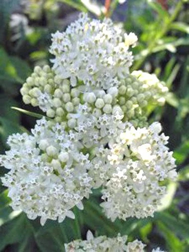 Asclepias incarnata Milkmaid Seeds - 10 Count Pack - Monarch Butterfly Host Plant - Image 1