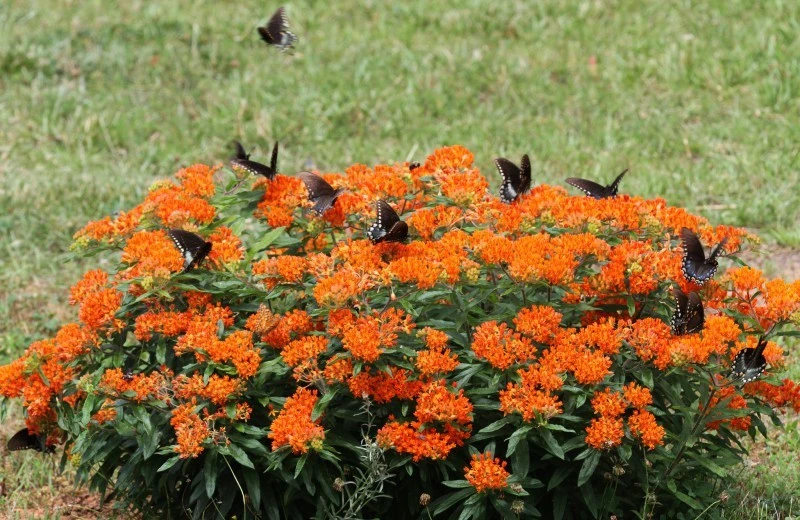 Asclepias Tuberosa Seeds – Butterfly Milkweed – 25 Seed Pack – Monarch Host Plant – Perennial - Image 1