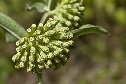 Asclepias viridiflora Green Comet Milkweed Seeds - 10 Seed Packet for Pollinators - Image 1