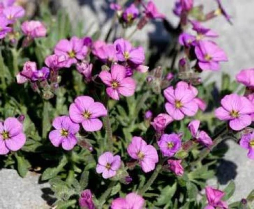 Aubrieta Pinardii Seeds - 10 Perennial Flower Seeds for Garden - Image 1