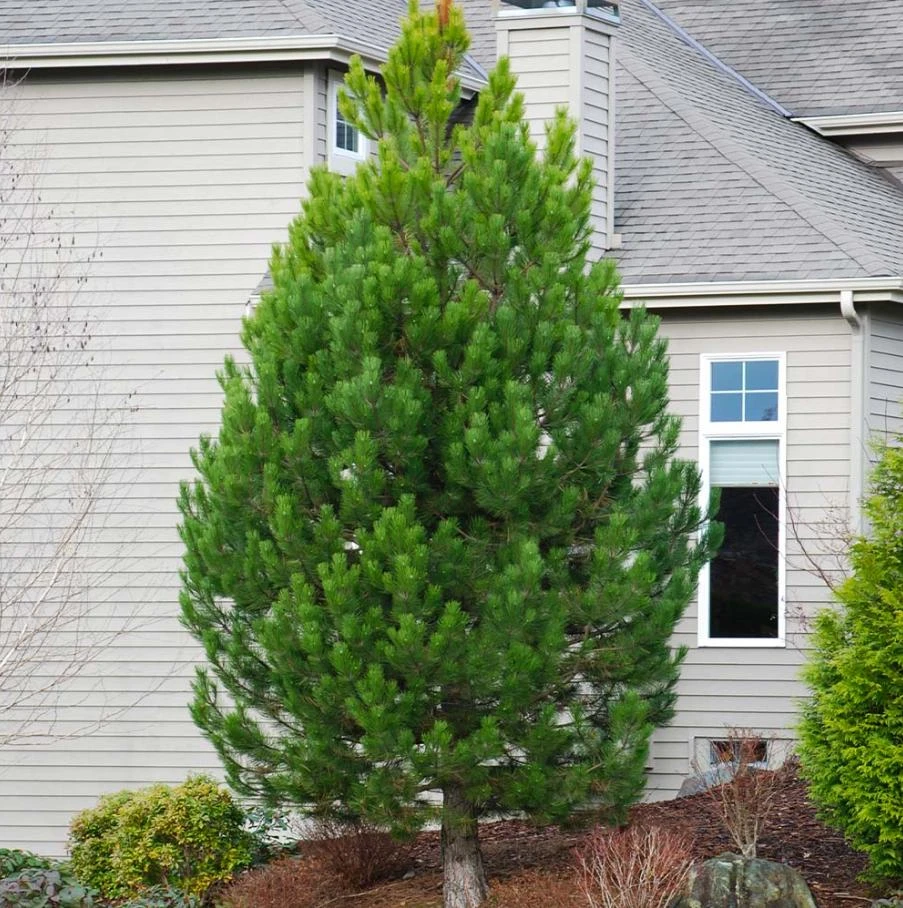 Austrian Pine Live Tree – Pinus nigra – 4-6" Tall in 4" Pot – Hardy Evergreen Outdoor Plant - Image 10