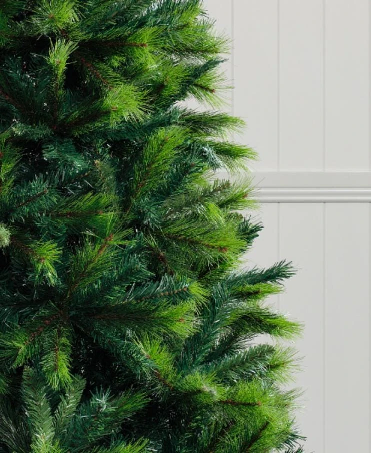 Austrian Pine Live Tree – Pinus nigra – 4-6" Tall in 4" Pot – Hardy Evergreen Outdoor Plant - Image 2